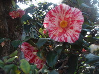 f:id:sampodow:20080323214624j:image