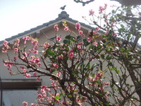 f:id:sampodow:20080323214632j:image