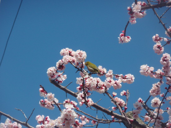 f:id:sampodow:20090327125701j:image