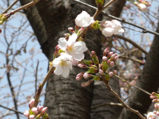 f:id:sampodow:20100322234458j:image