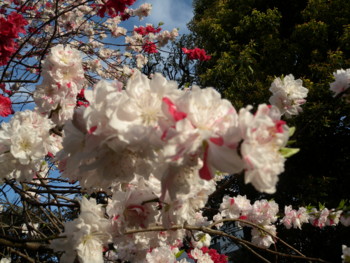 f:id:sampodow:20100411222222j:image f:id:sampodow:20100411222222j:image