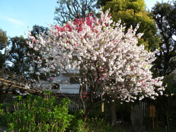 f:id:sampodow:20100411222242j:image f:id:sampodow:20100411222242j:image