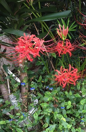 f:id:sampodow:20180919120426j:image:w360