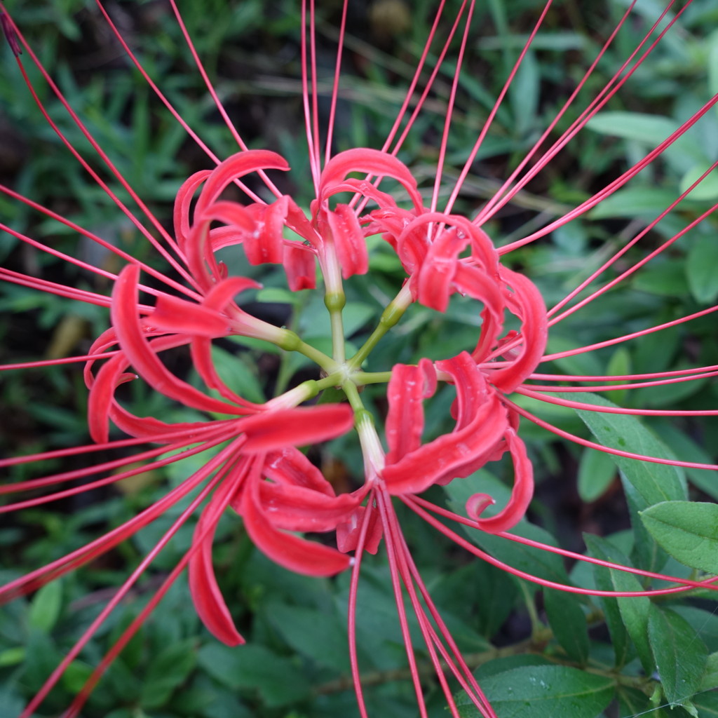 f:id:samso:20160914080546j:plain f:id:samso:20160914080546j:plain