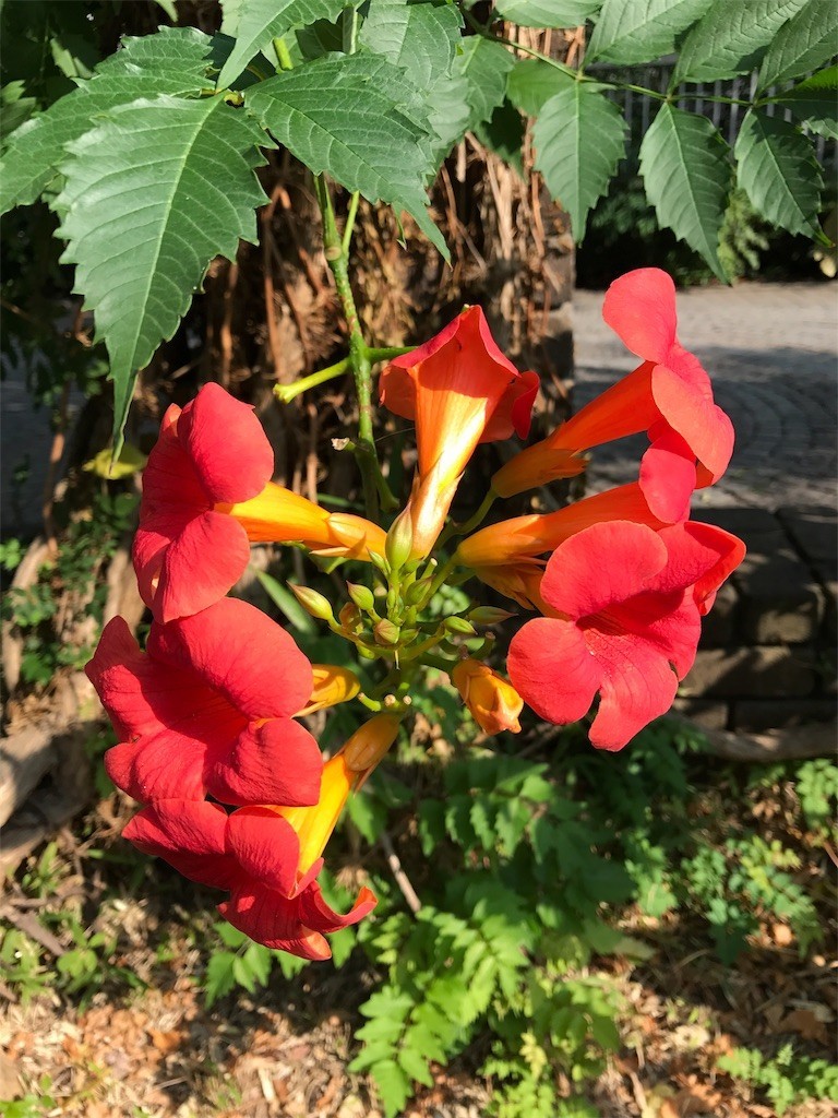 f:id:samso:20170710221351j:image