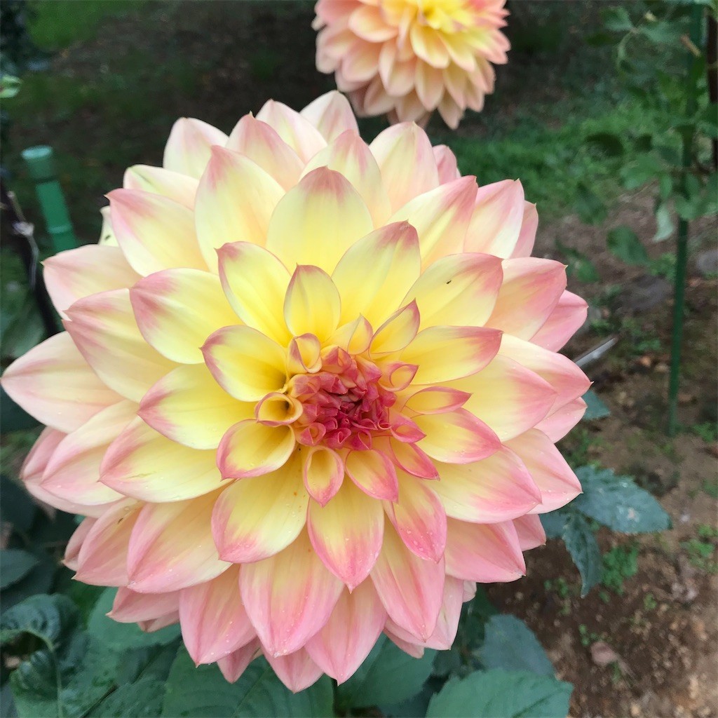 f:id:samso:20181104233857j:image