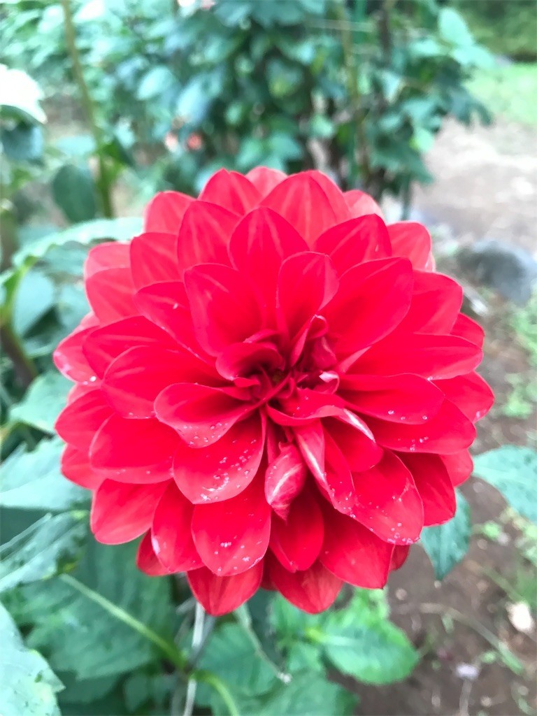 f:id:samso:20181104233901j:image