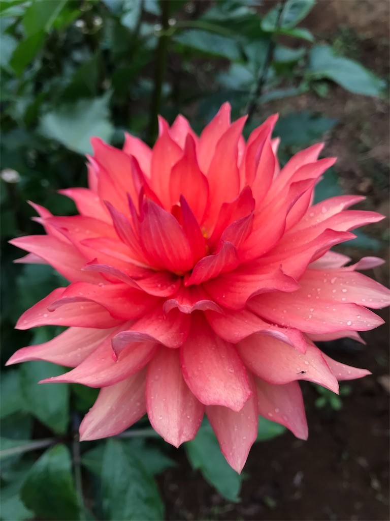 f:id:samso:20181104233916j:image