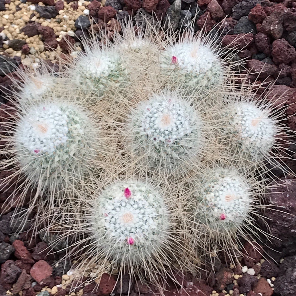 f:id:samso:20181104234012j:image