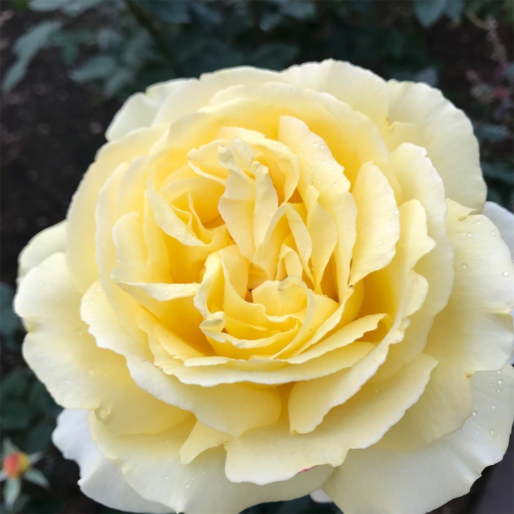 f:id:samso:20181104234016j:image