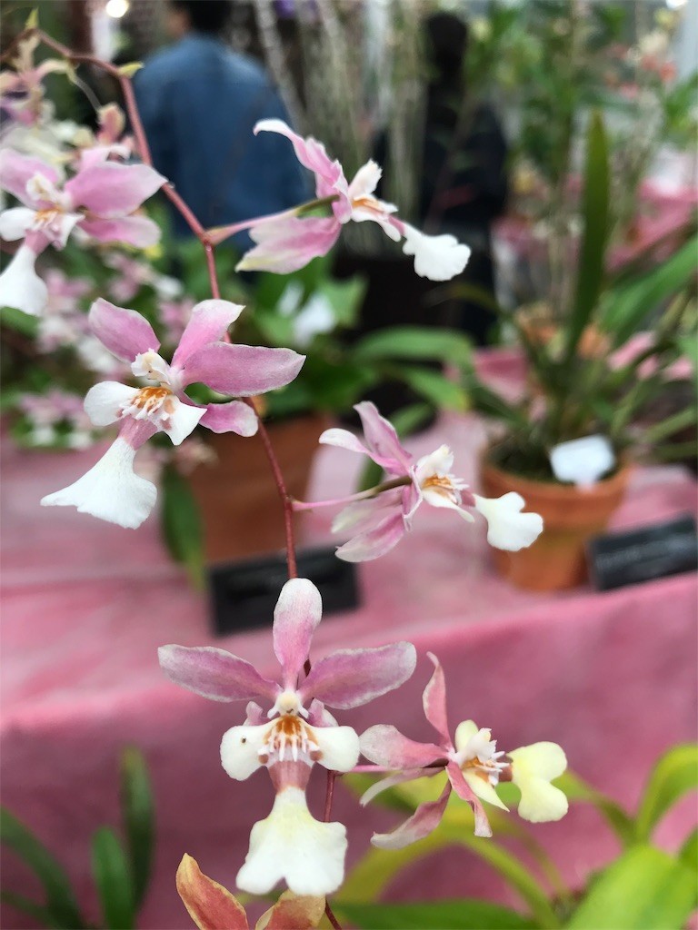 f:id:samso:20181104234024j:image