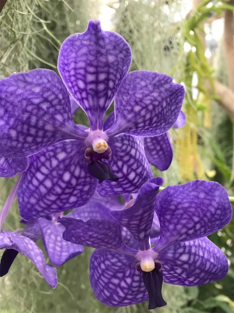 f:id:samso:20181104234028j:image