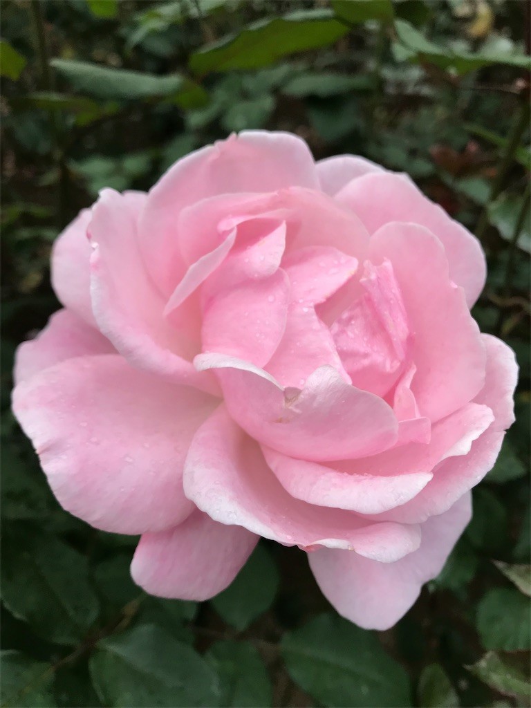 f:id:samso:20181104234035j:image