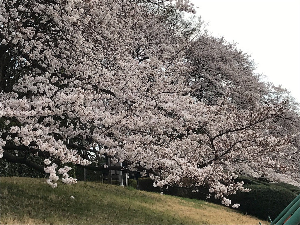 f:id:samso:20190331215314j:image