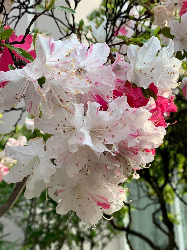 f:id:samso:20200428222733j:image