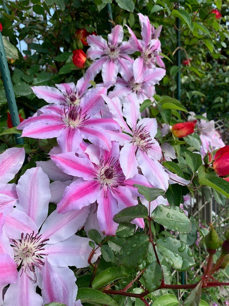 f:id:samso:20200428222749j:image