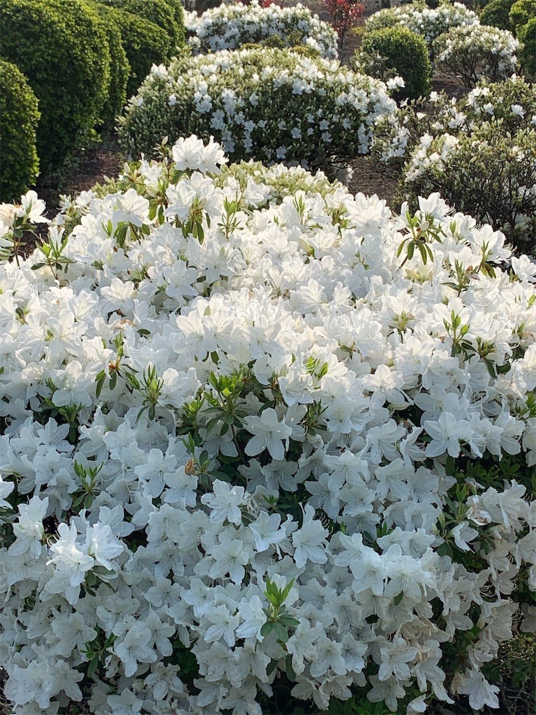 f:id:samso:20200430230629j:image