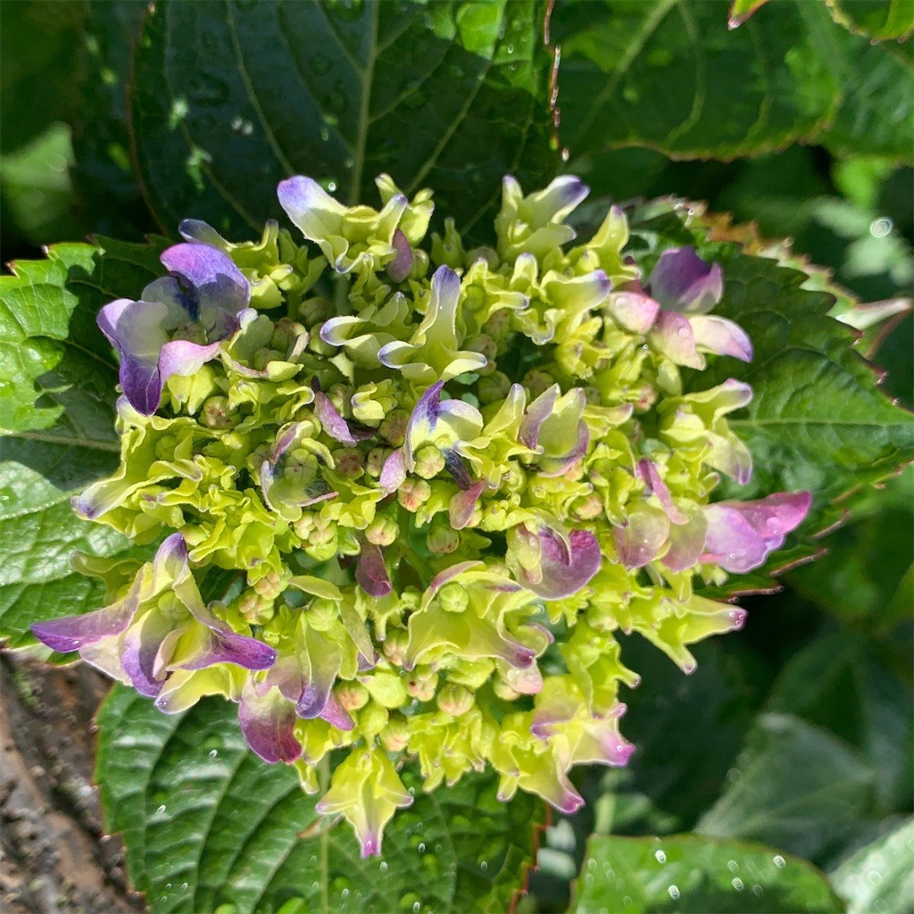 f:id:samso:20200517222753j:image