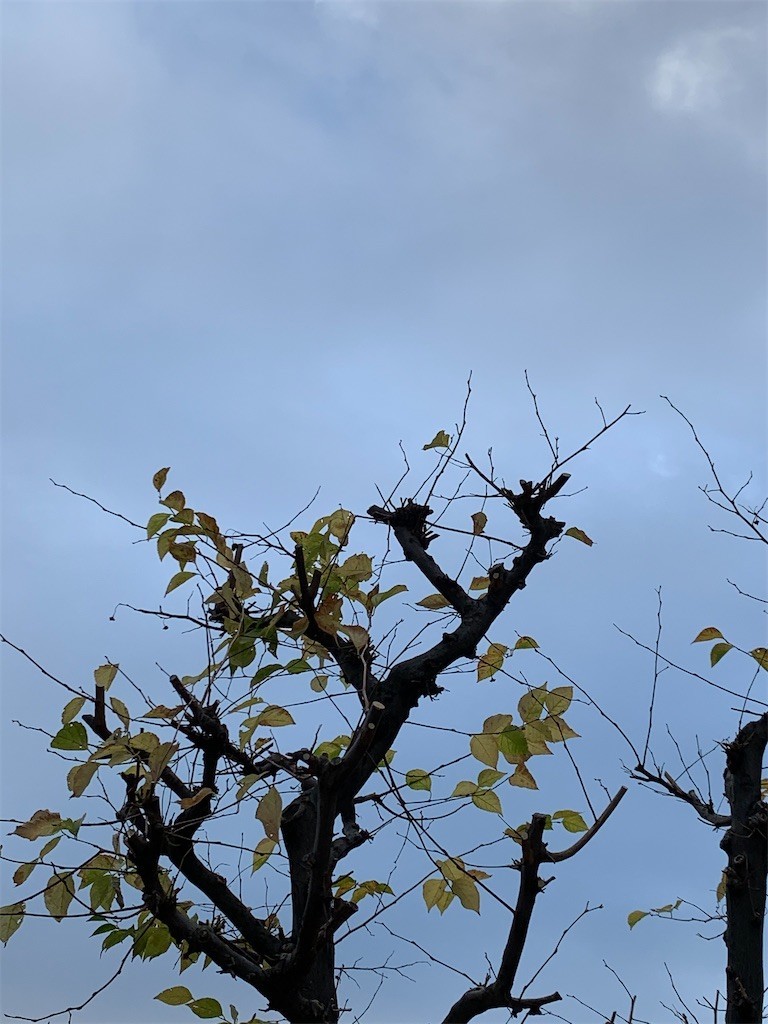 f:id:samso:20201202220537j:image f:id:samso:20201202220537j:image