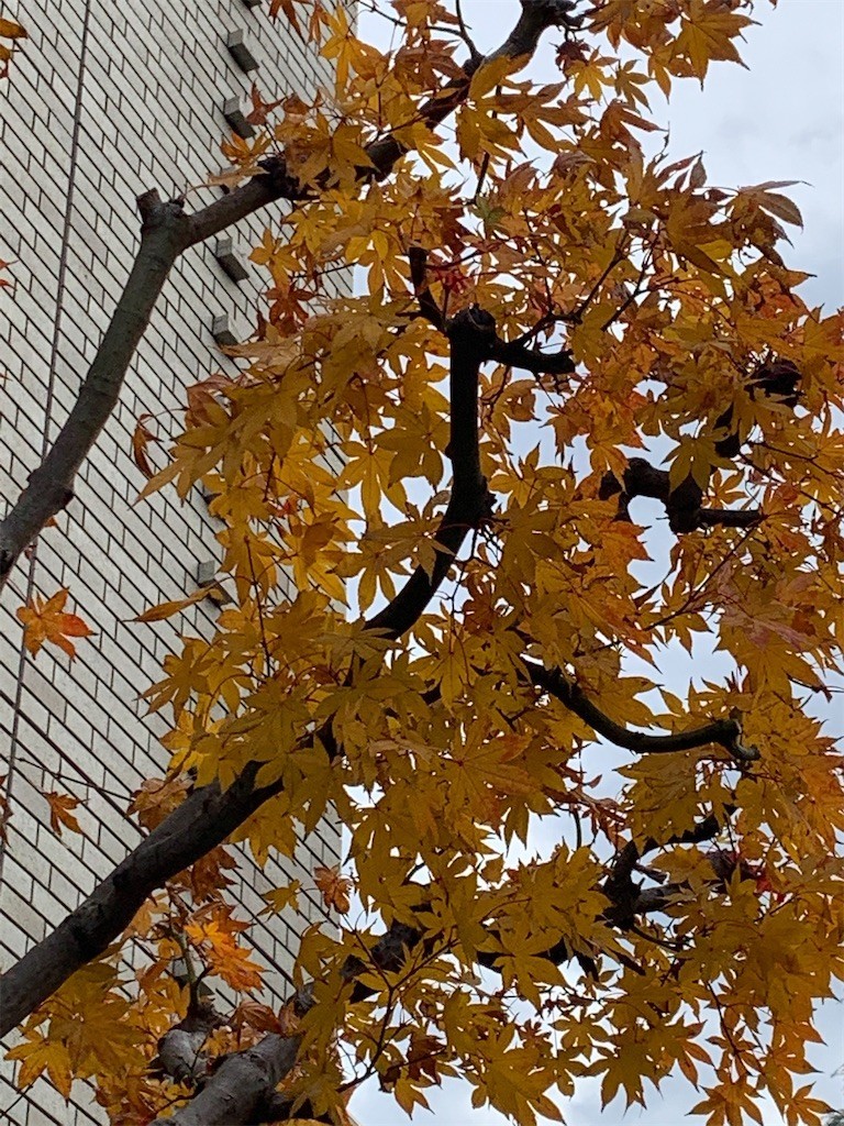 f:id:samso:20201213220849j:image