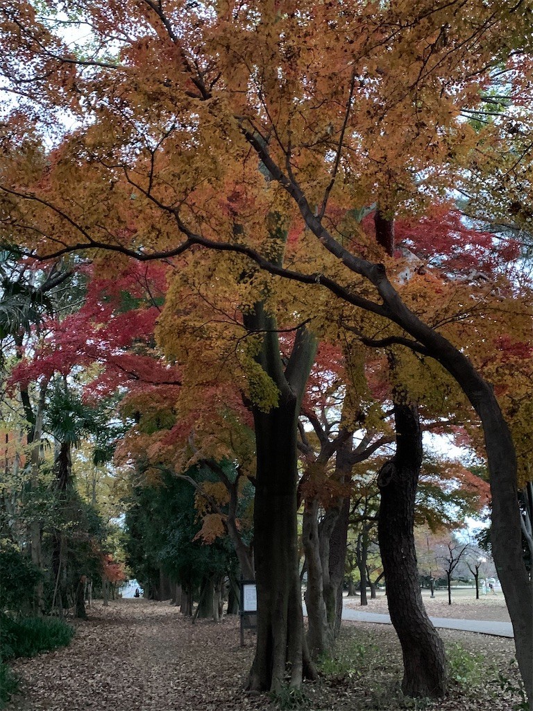 f:id:samso:20201213220933j:image