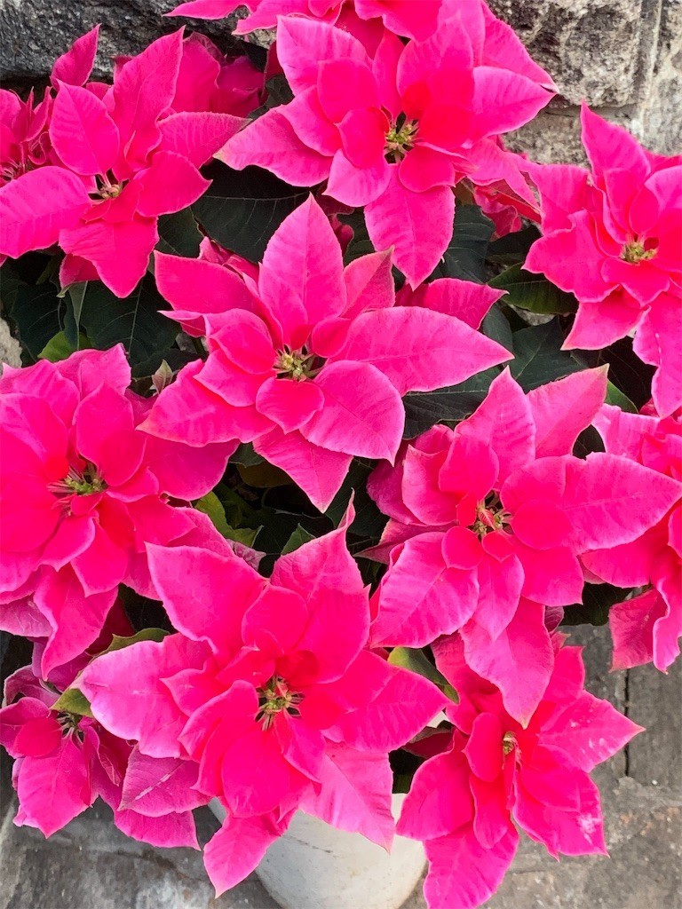 f:id:samso:20201215215403j:image f:id:samso:20201215215403j:image