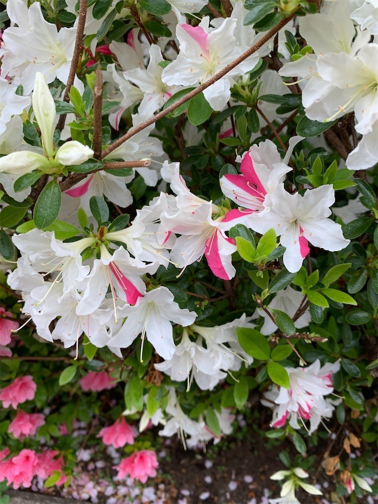 f:id:samso:20210401222837j:image
