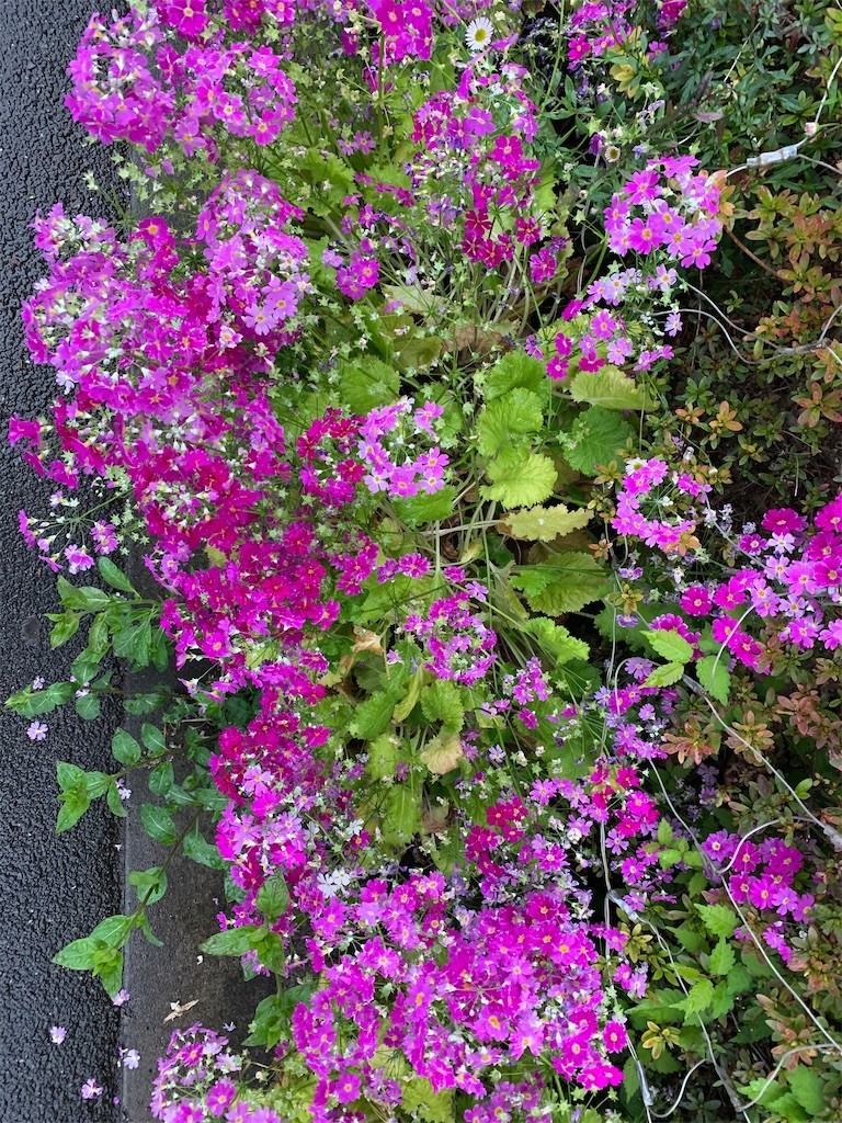 ニュースクール大学とは 一般の人気 最新記事を集めました はてな