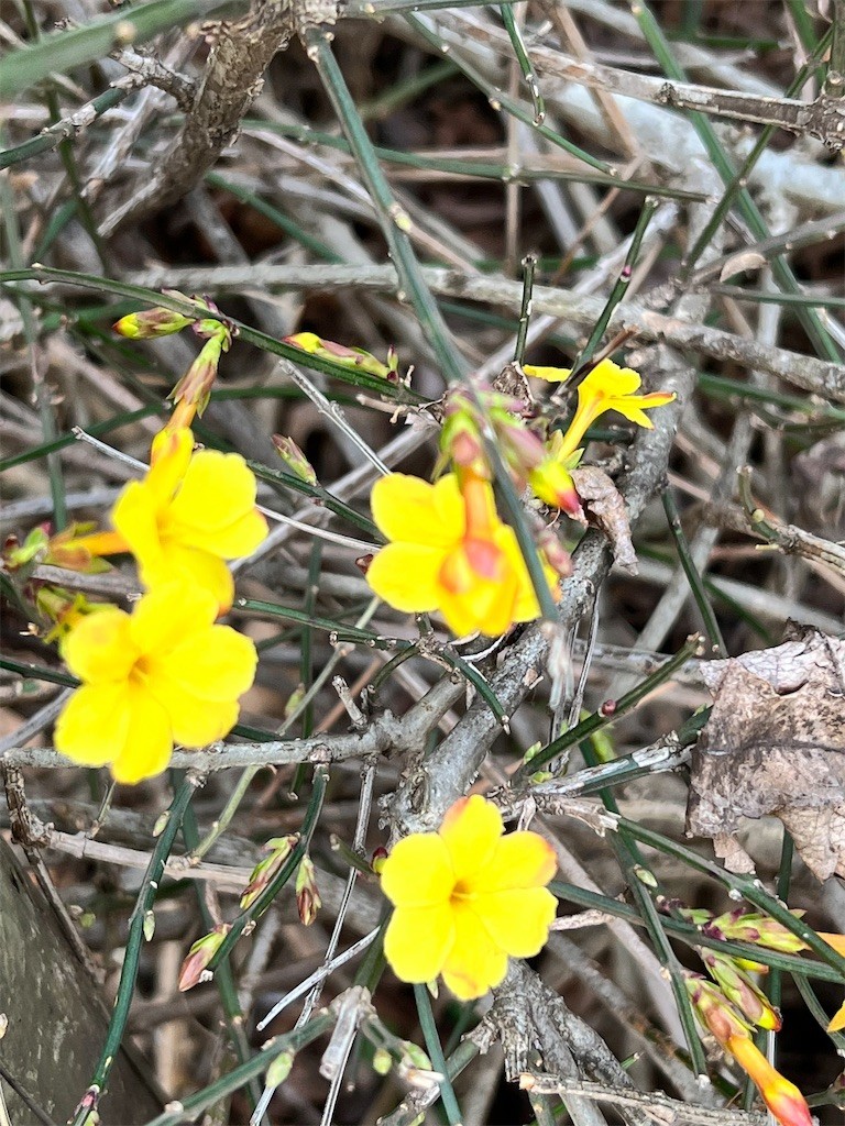 f:id:samso:20220304222358j:image