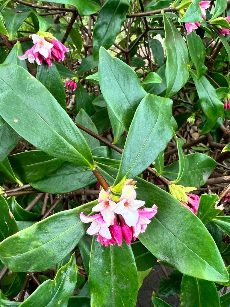 f:id:samso:20220304222406j:image