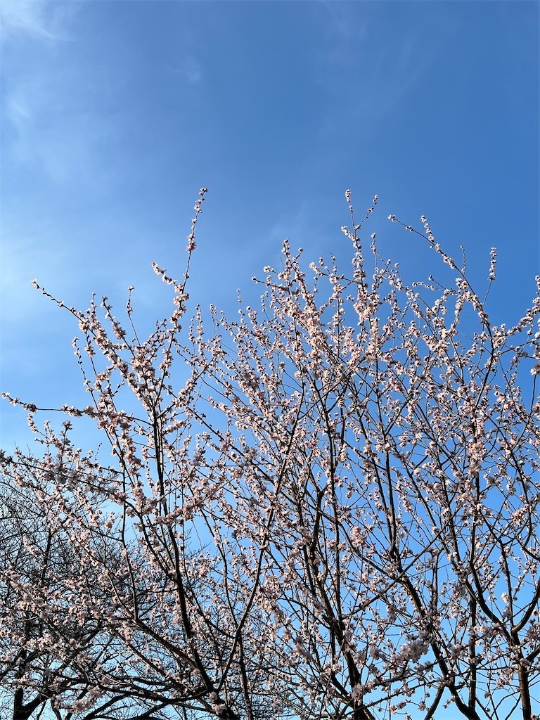 f:id:samso:20220310211941j:image