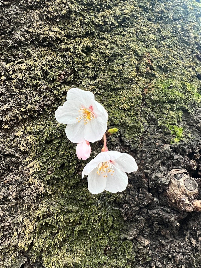 f:id:samso:20220318215620j:image