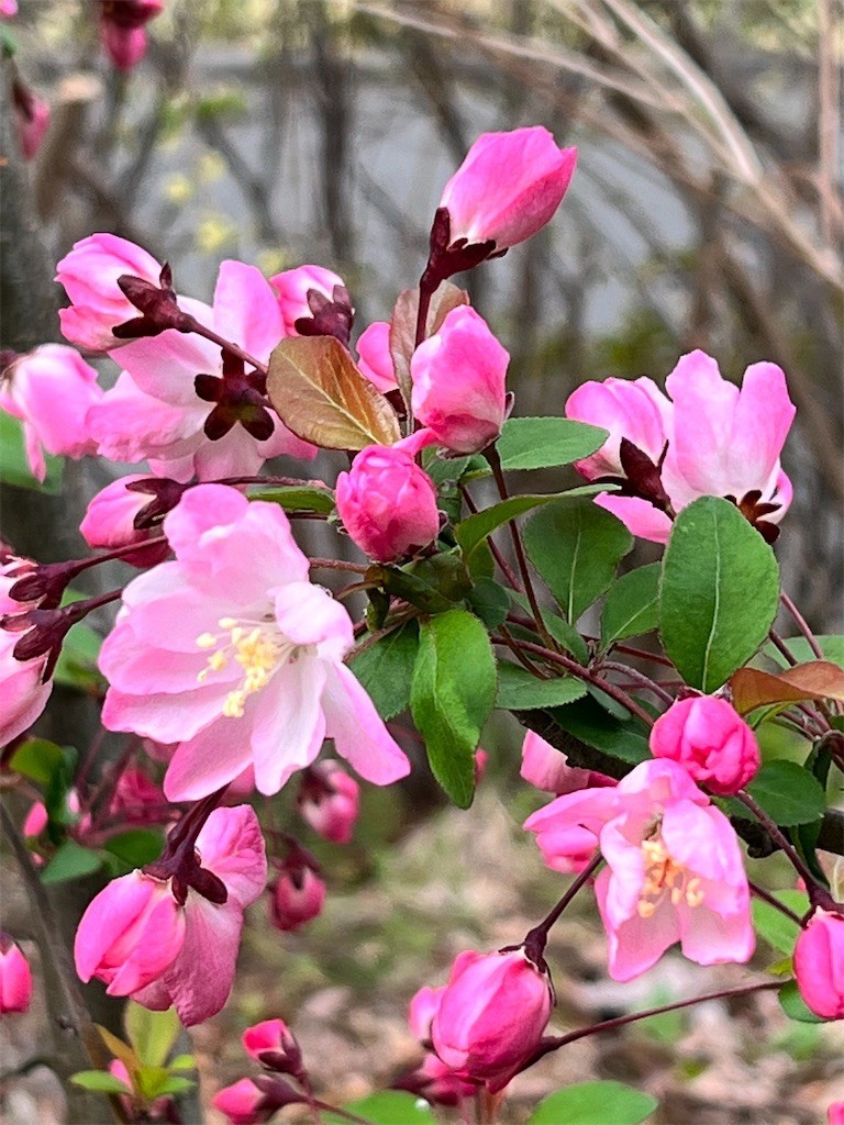 f:id:samso:20220330210523j:image