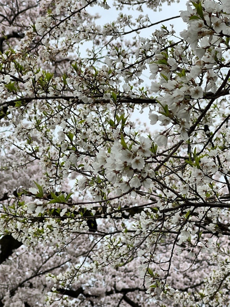 f:id:samso:20220330210526j:image