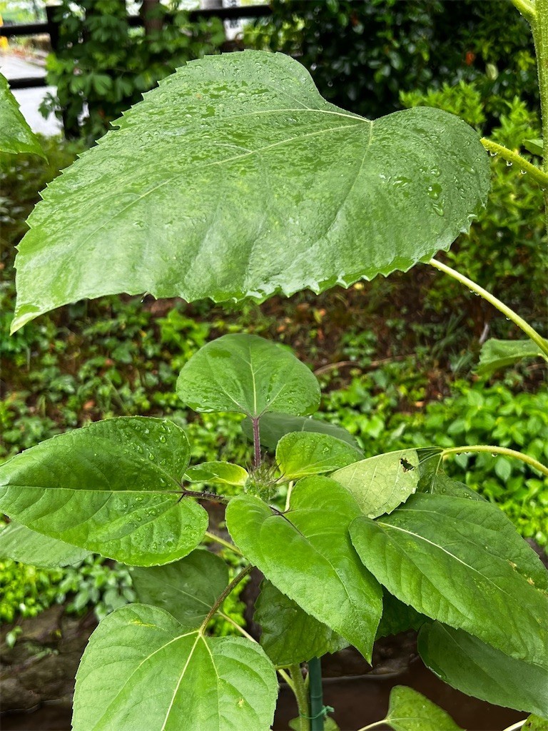 f:id:samso:20220713215851j:image