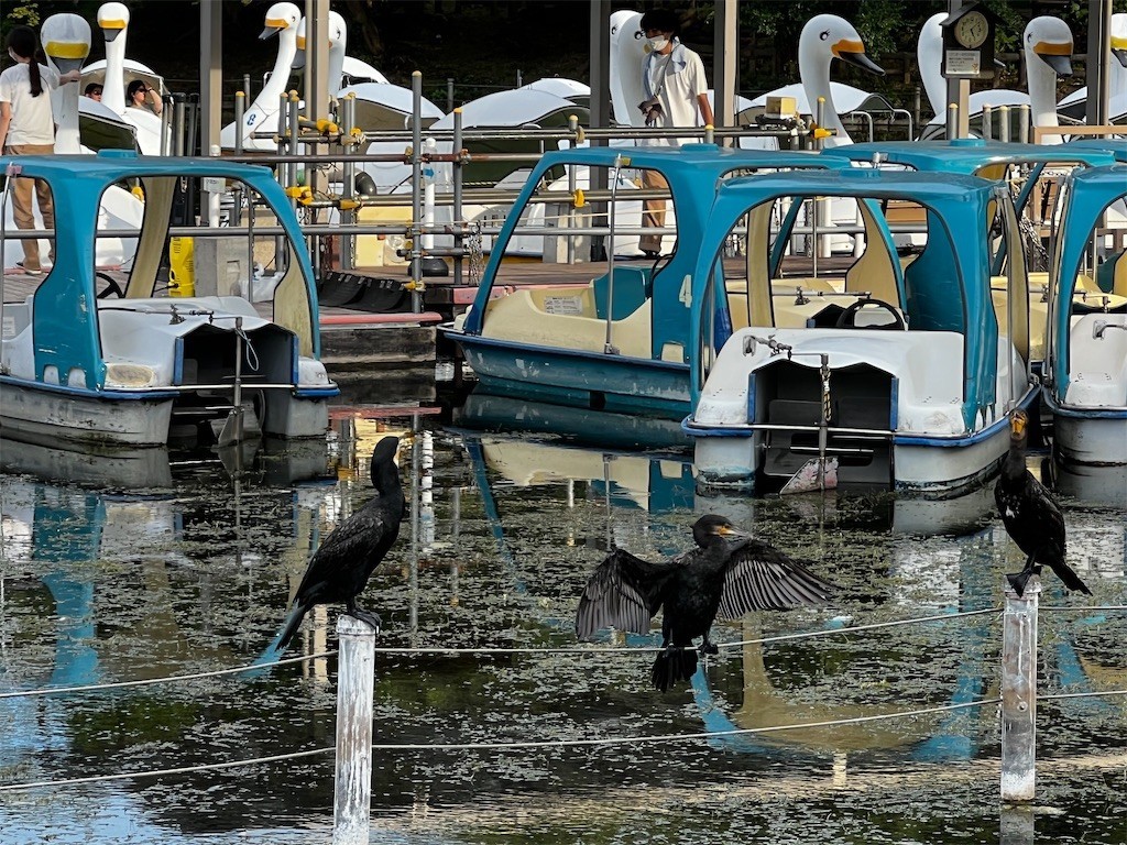 f:id:samso:20220731213543j:image