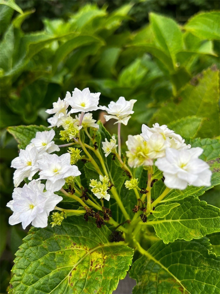 f:id:samso:20220825204550j:image