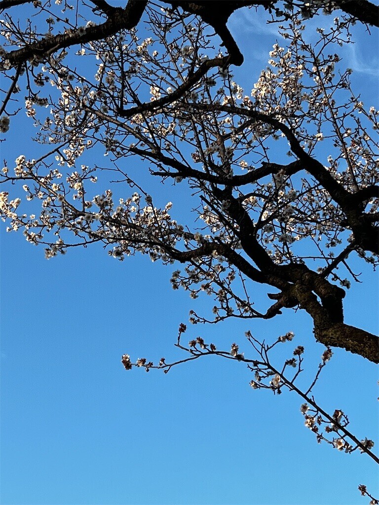 f:id:samso:20230211223620j:image