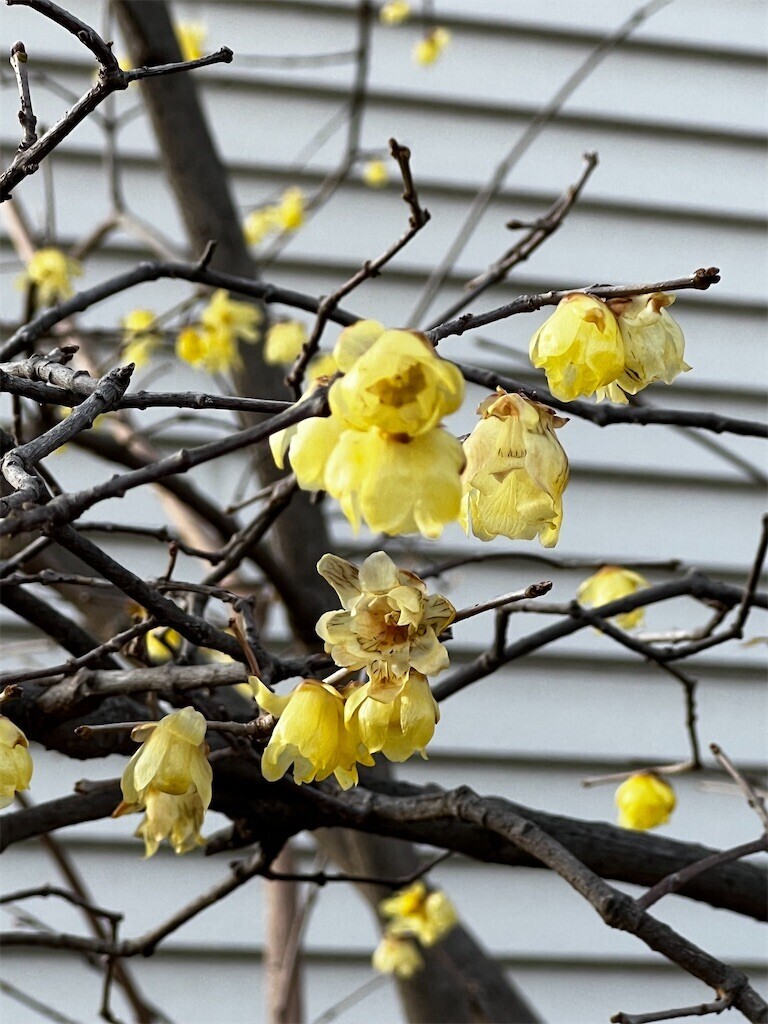 f:id:samso:20230211223623j:image