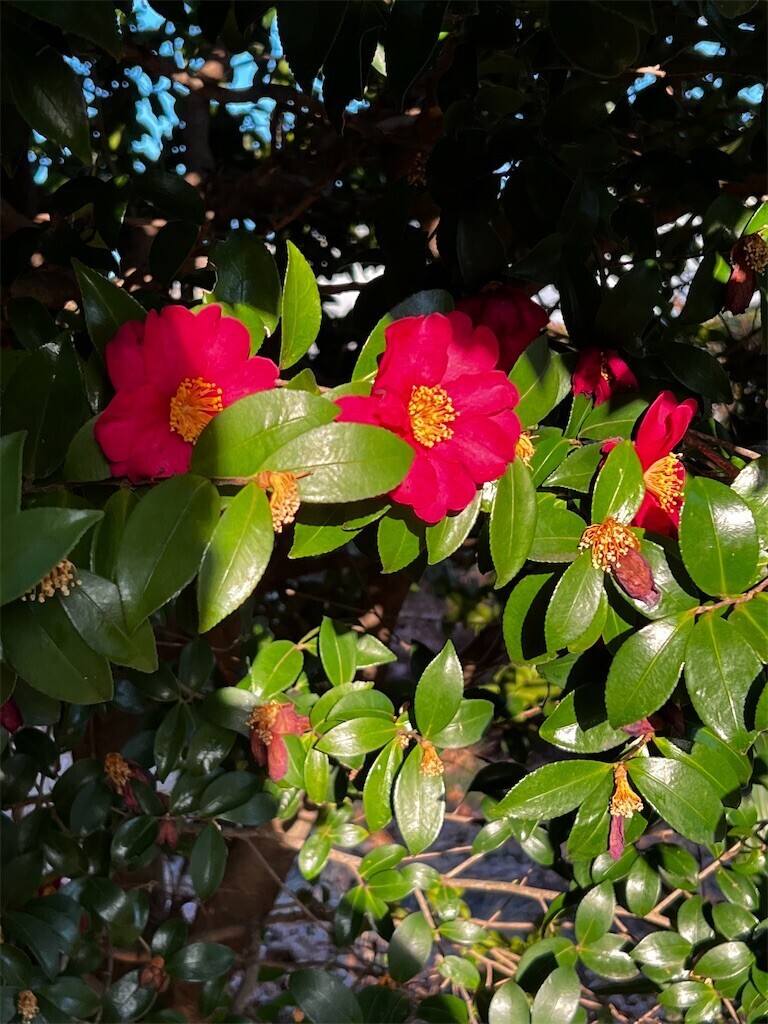 f:id:samso:20230211223627j:image