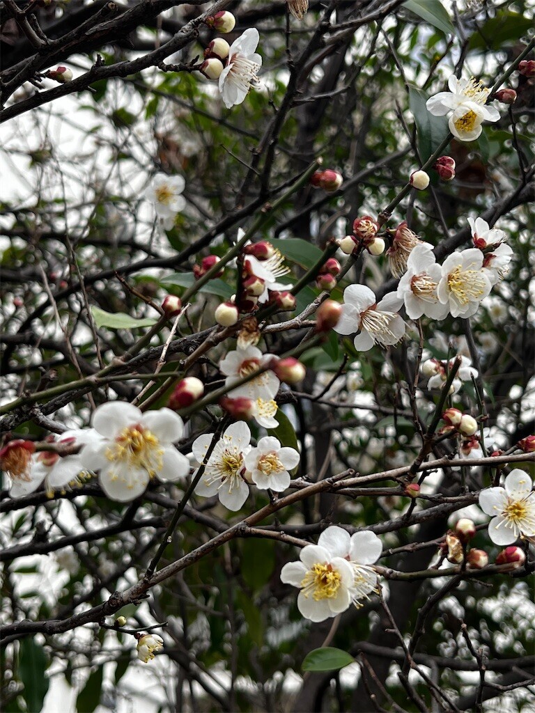 f:id:samso:20230212205556j:image