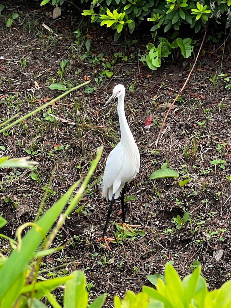 f:id:samso:20230619193858j:image