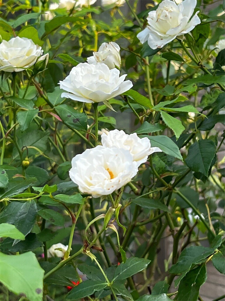 f:id:samso:20230619193901j:image