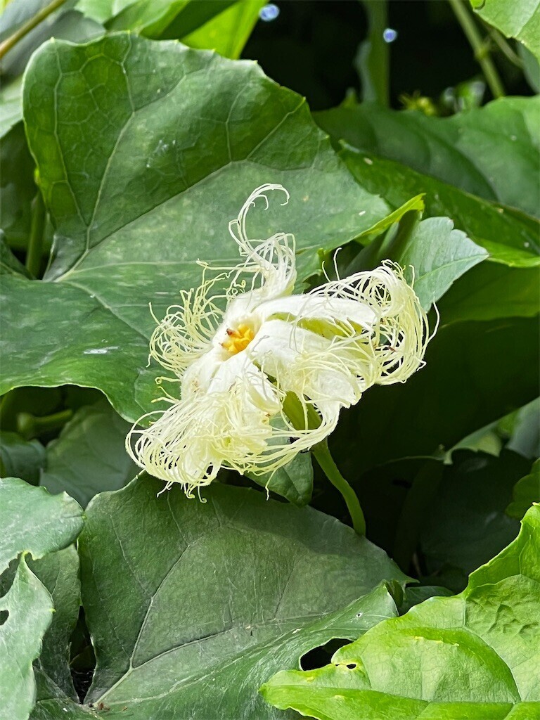 f:id:samso:20230619193904j:image