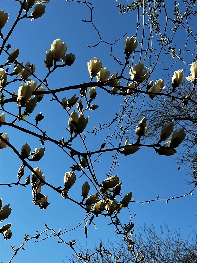 f:id:samso:20240315211519j:image