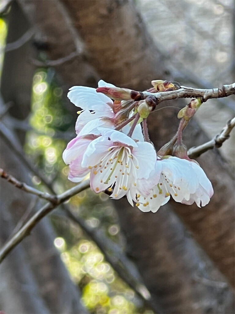 f:id:samso:20240315211525j:image