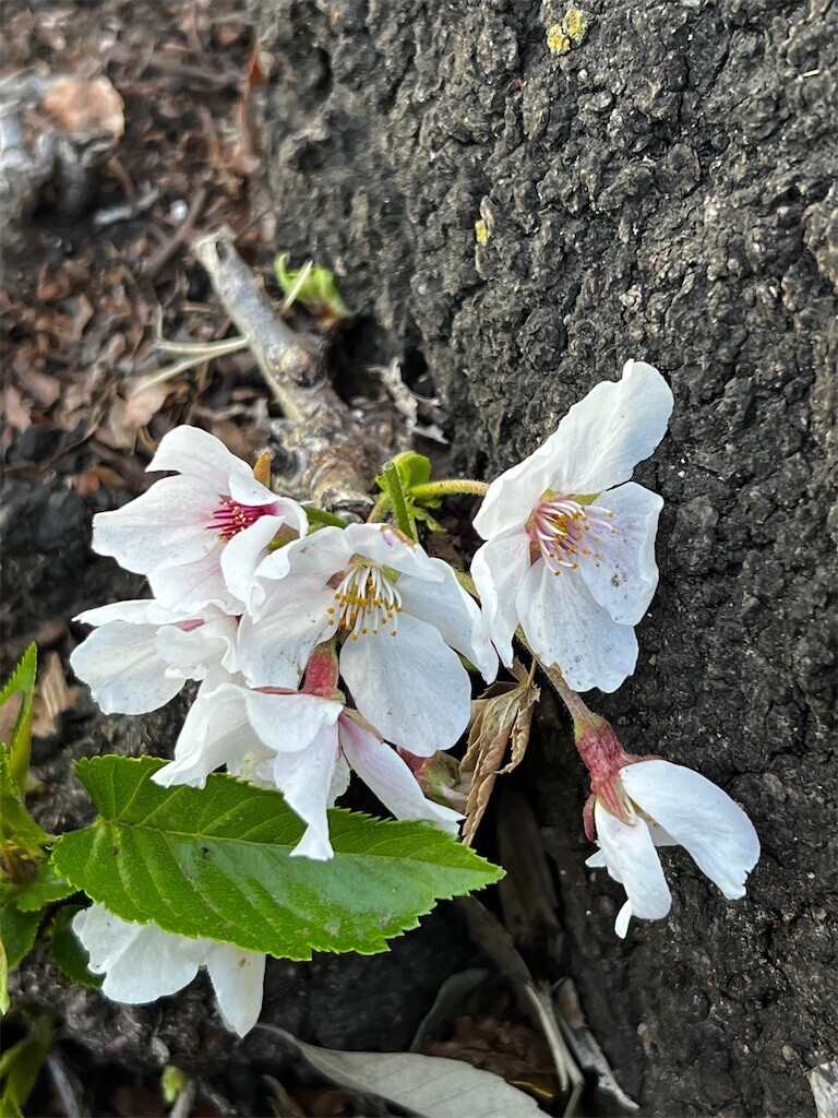 f:id:samso:20240321202639j:image