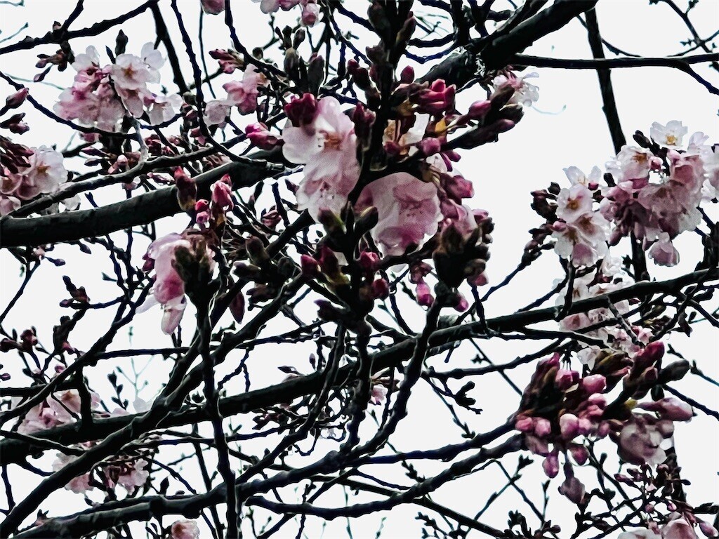 f:id:samso:20240325205329j:image