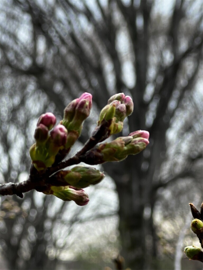 f:id:samso:20240328234614j:image