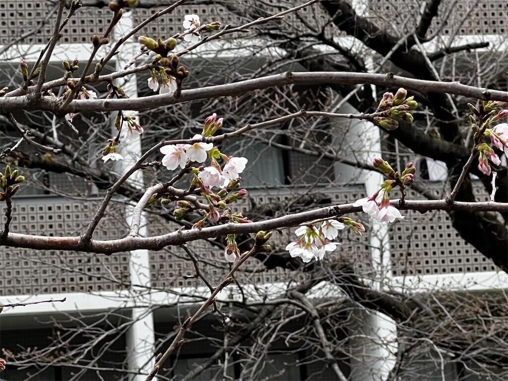 f:id:samso:20240328234656j:image